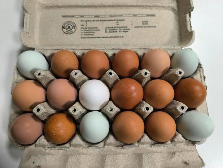 Broedeieren van goede legkippen x cream legbar haan, Dieren en Toebehoren, Pluimvee