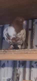 Eklil sarwari, Dieren en Toebehoren