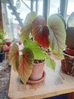 Begonia, Ophalen, Overige soorten