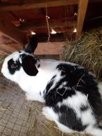 Konijn, Animaux & Accessoires, Lapins, Grand