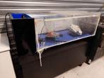 Grote akvarium, Dieren en Toebehoren, Ophalen of Verzenden, Zo goed als nieuw