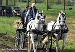 2span welch 143 en 146, Dieren en Toebehoren, Pony's, Merrie, Tuigpony, 11 jaar of ouder