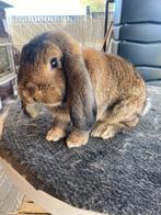 Duitse hangoor konijn, Dieren en Toebehoren, Hangoor