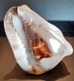 Coquillage Cassis tuberosa 215mm, Collections, Minéraux & Fossiles, Enlèvement ou Envoi, Coquillage(s)