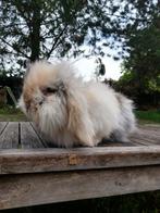 volwassen mannetje Teddy widder angora wegens vermindering h, Dieren en Toebehoren, Konijnen, Mannelijk