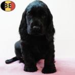 Prachtige Engelse Cocker Spaniel pups te koop, België, Handelaar, CDV (hondenziekte), 8 tot 15 weken