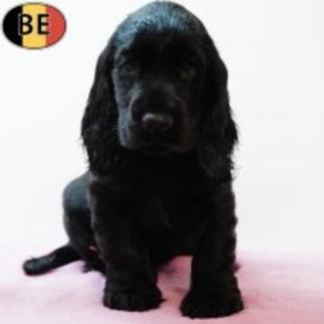 Prachtige Engelse Cocker Spaniel pups te koop beschikbaar voor biedingen