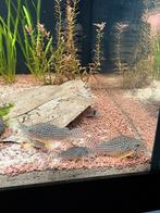 5 mooie sterbais+ 10 rode garnalen, Dieren en Toebehoren, Vissen | Aquariumvissen, Vis, Zoetwatervis, Schoolvis