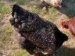 2 x Ras Brahma kip - zwartpatrijs (1,5 jaar oud), Dieren en Toebehoren, Kip