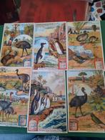 6 oude chromo Liebig Oiseaux qui ne volent pas, Verzamelen, Foto's en Prenten, Natuur, Gebruikt, Ophalen of Verzenden, Voor 1940