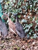 Loopeenden, Dieren en Toebehoren, Vrouwelijk