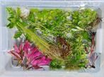 Aquarium planten pakketje, Dieren en Toebehoren, Ophalen of Verzenden, Zo goed als nieuw