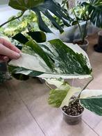 Monstera Deliciosa Albo Variegata (High grade var), Huis en Inrichting, Kamerplanten, Ophalen