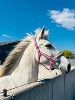 Witte merrie te koop, Merrie, Gechipt, Zadelmak, 160 tot 165 cm