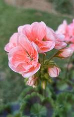 Geranium / pelargonium, Tuin en Terras, Planten | Tuinplanten, Ophalen, Zomer, Vaste plant, Halfschaduw