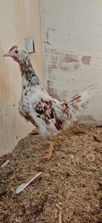 Zweedse bloemenhen(nen), Dieren en Toebehoren, Pluimvee