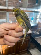 Kruisingen  cini x kanarie, Animaux & Accessoires, Oiseaux | Oiseaux Autre, Mâle, Oiseau chanteur sauvage
