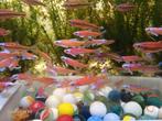 Notropis Chrosomus, rainbowshiners, regenboogelrits, Dieren en Toebehoren, Ophalen
