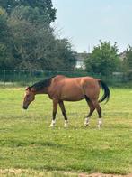 Manege paard, Dieren en Toebehoren, Ruin