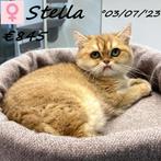 "Stella" Britse Korthaar Chinchilla Gold kattin - te koop, Dieren en Toebehoren, Poes, Gechipt, 0 tot 2 jaar