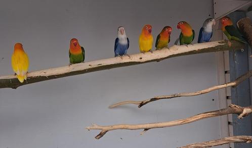 Fischeri in verschillende kleuren, Dieren en Toebehoren, Vogels | Parkieten en Papegaaien, Dwergpapegaai of Agapornis, Meerdere dieren