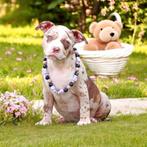 Prachtige American Bully pups ( laatste teefje / reutje ), Dieren en Toebehoren, Honden | Bulldogs, Pinschers en Molossers, België
