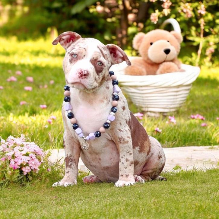 Prachtige American Bully pups ( laatste teefje / reutje ), Dieren en Toebehoren, Honden | Bulldogs, Pinschers en Molossers, Meerdere dieren
