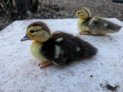 Muskuseenden kuikens, Dieren en Toebehoren, Pluimvee, Eend, Geslacht onbekend