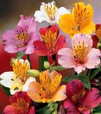 Zaden Alstroemeria gemende kleuren  oogst 2025, Ophalen of Verzenden, Gehele jaar, Zaad