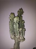 Euphorbia Eritrea variegata stek, Ophalen of Verzenden, Cactus