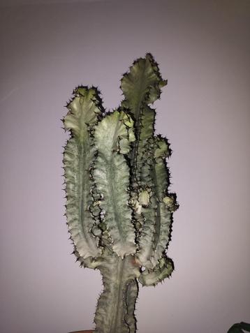 Euphorbia Eritrea variegata stek beschikbaar voor biedingen
