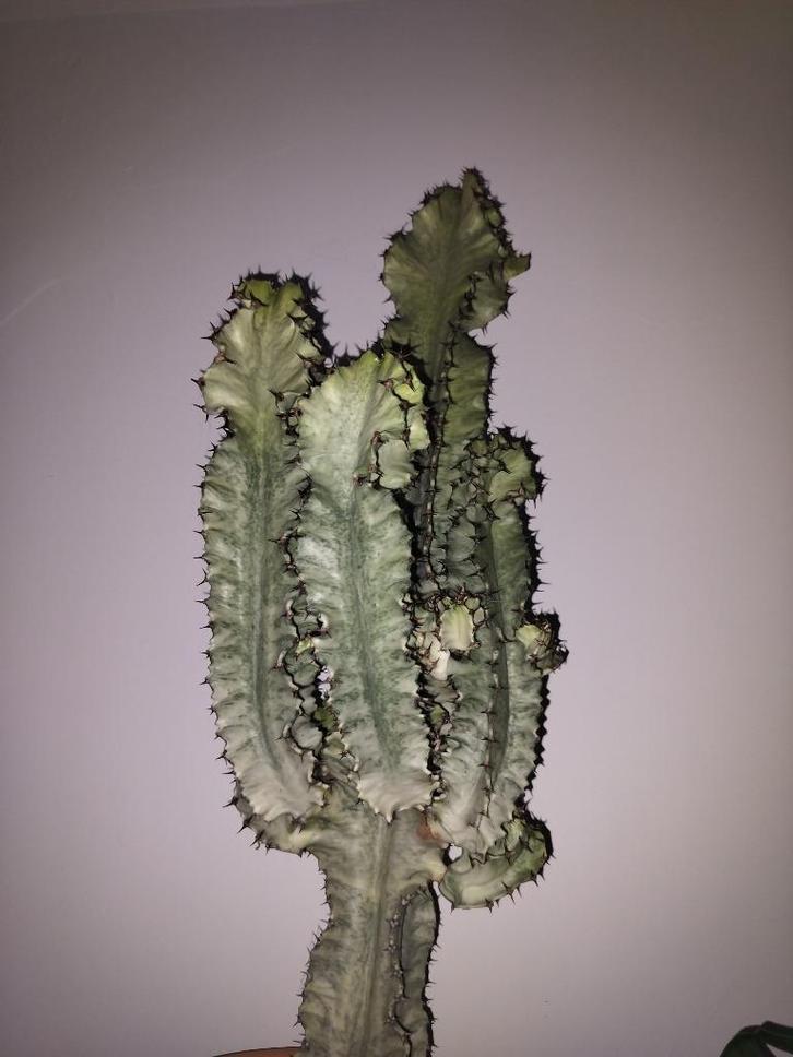 Euphorbia Eritrea variegata stek, Huis en Inrichting, Kamerplanten, Cactus, Ophalen of Verzenden