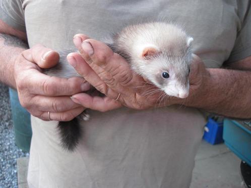 fretjes, Dieren en Toebehoren, Knaagdieren, Meerdere dieren, Fret, April, Tam