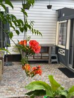 For Renting holiday tiny house nomad laryssiou Balen, In bos, Tv, Antwerpen of Vlaanderen, Landelijk