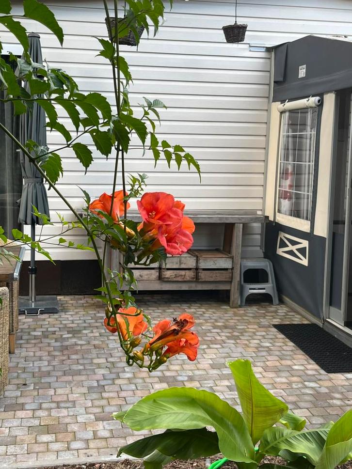 For Renting holiday tiny house nomad laryssiou Balen, Vakantie, Vakantiehuizen | België, Antwerpen of Vlaanderen, Chalet, Bungalow of Caravan