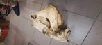crâne de cheval, Collections, Collections Animaux, Crâne, Cheval, Enlèvement, Utilisé