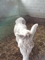 Ezel merry, Animaux & Accessoires, Moutons, Chèvres & Cochons