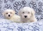 Maltezer pups, CDV (hondenziekte), Meerdere, Maltezer, 8 tot 15 weken