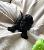 Super lieve cockapoo pup ( dwerg poedel x cocker), Dieren en Toebehoren, Poedel, België, CDV (hondenziekte), 8 tot 15 weken