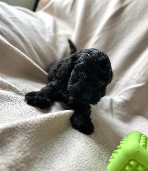 Super lieve cockapoo pup ( dwerg poedel x cocker), Dieren en Toebehoren, Honden | Chihuahua's en Gezelschapshonden, Meerdere dieren
