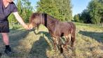 mini paardje, Hengst, Minder dan 160 cm, Gechipt, 3 tot 6 jaar