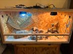 Terrarium pour repriles, Dieren en Toebehoren, Ophalen, Gebruikt, Terrarium of Paludarium