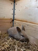 Dwerg konijn, vrouwtje, Dieren en Toebehoren, Konijnen, Vrouwelijk, Dwerg, 0 tot 2 jaar