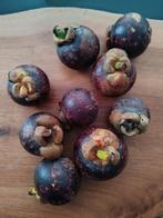 Vente rapide: graine de mangoustan fraîche, Enlèvement ou Envoi