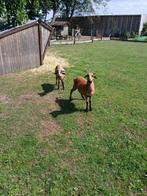 Kameroen, Dieren en Toebehoren, Schapen, Geiten en Varkens, Meerdere dieren, Schaap, 0 tot 2 jaar