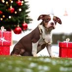 Prachtige American Bully pups, Parvovirose, Plusieurs animaux, 8 à 15 semaines, Éleveur | Professionnel