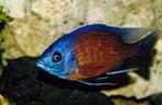 Copadochromis Borleyi Kadango, Dieren en Toebehoren, Vissen | Aquariumvissen, Zoetwatervis, Schoolvis, Vis