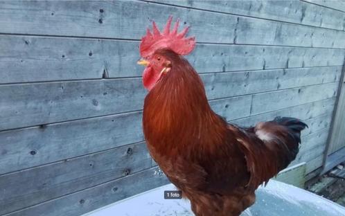 haan, Dieren en Toebehoren, Pluimvee, Kip, Mannelijk