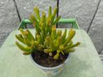 planten, Overige soorten, Vaste plant, Ophalen of Verzenden, Halfschaduw