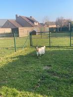 Aankoop van geiten, Dieren en Toebehoren, Schapen, Geiten en Varkens